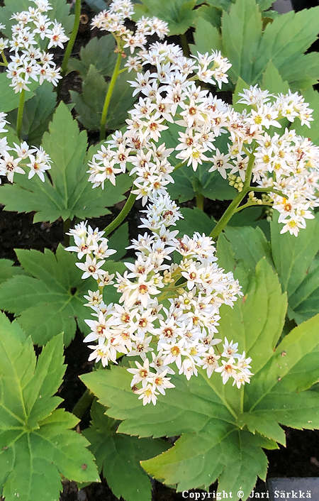 Mukdenia rossii 'Karasuba', rikkoviuhka, vaahtera-angervo